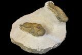Two Beautiful Crotalocephalina Trilobites - Atchana, Morocco #146612-11
